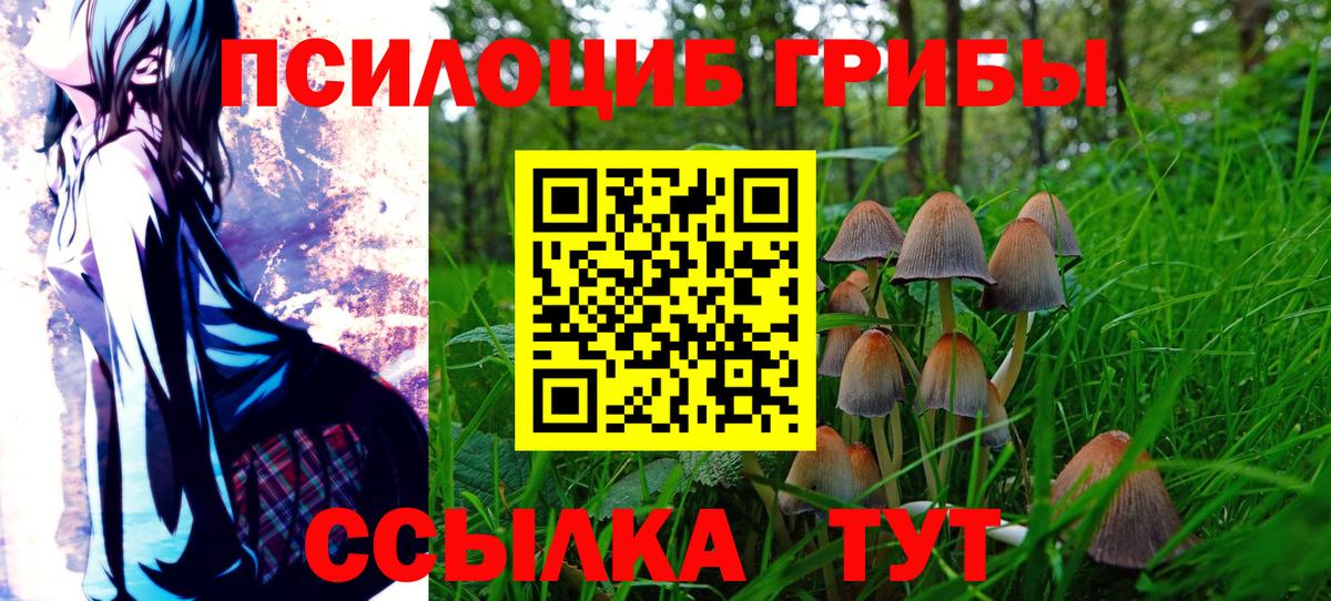 Псилоцибиновые грибы Cubensis Казань